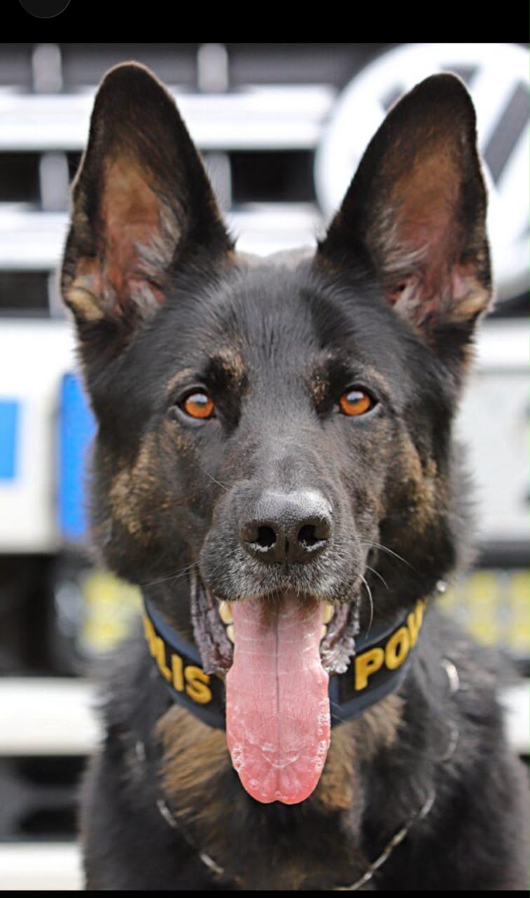 K9